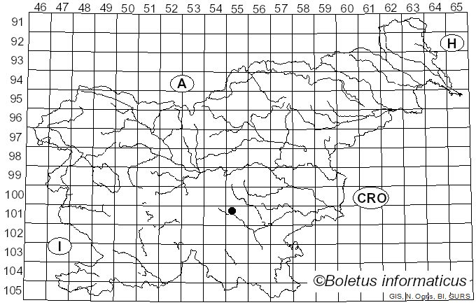 <i>Stemonitis virginiensis</i> Rex (1891)