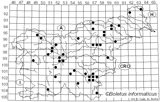 <i>Leccinum piceinum</i> Pilát & Dermek (1974)