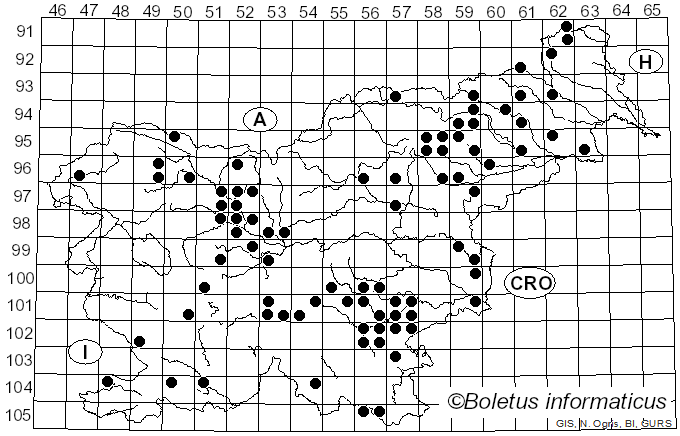 <i>Hydnum umbilicatum</i> Peck (1902)