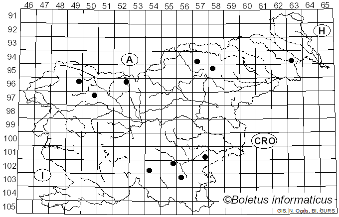 <i>Pachyella</i> Boud. (1907)