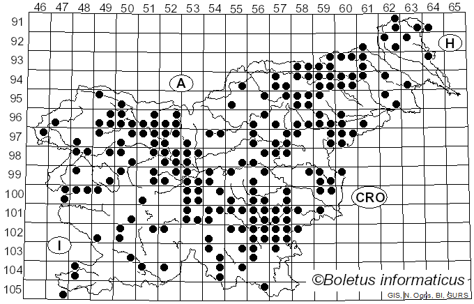 <i>Mycetinis alliaceus</i> (Jacq.) Earle ex A.W. Wilson & Desjardin (2005)