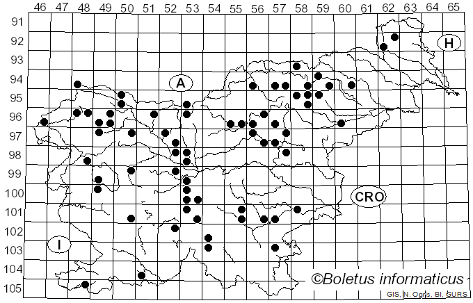 <i>Paragymnopus perforans</i> (Hoffm.) J.S. Oliveira (2019)