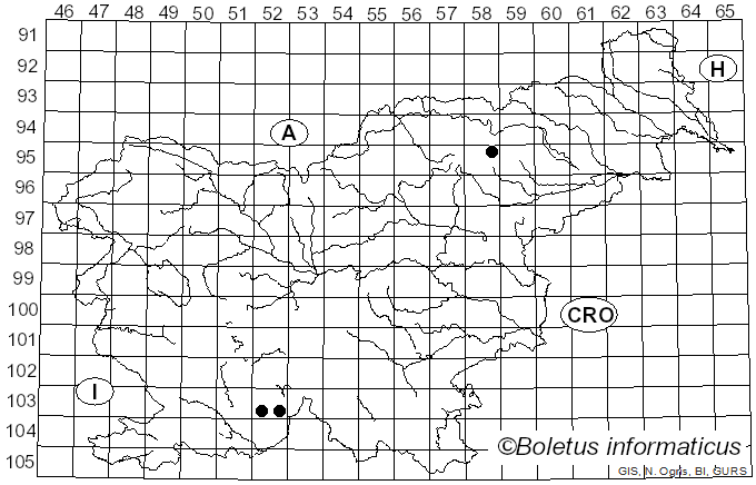<i>Calicium abietinum</i> Pers. (1797)