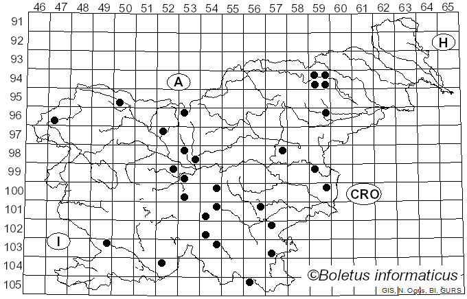 <i>Melanoleuca graminicola</i> (Velen.) Kühner & Maire (1934)