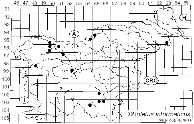 <i>Resinicium bicolor</i> (Alb. & Schwein.) Parmasto (1968)