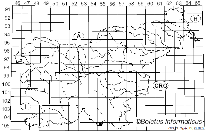<i>Protohydnum galzinii</i> (Bres.) Spirin & R.H. Nilsson (2025)