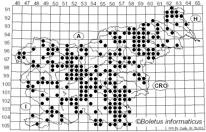 <i>Trametes hirsuta</i> (Wulfen) Lloyd (1924)