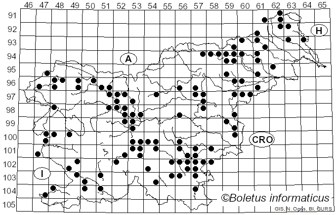 <i>Phlebia tremellosa</i> (Schrad.) Nakasone & Burds. (1984)