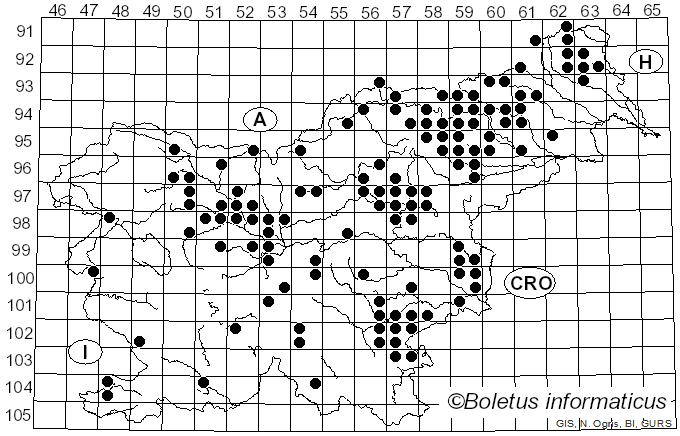 <i>Chlorophyllum rhacodes</i> (Vittad.) Vellinga (2002)