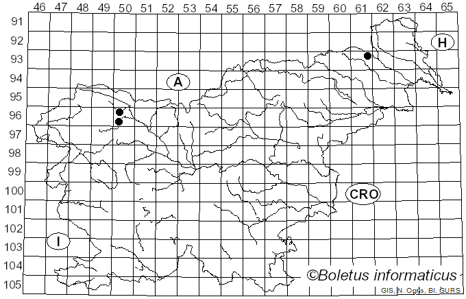 <i>Mycoacia uda</i> (Fr.) Donk (1931)