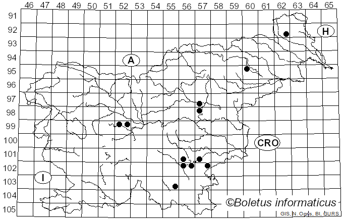 <i>Pleurotus columbinus</i> Quél. (1881)
