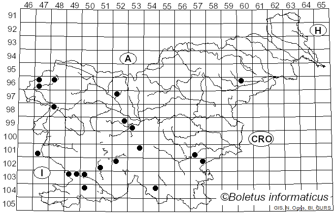 <i>Szczepkamyces campestris</i> (Quél.) Zmitr. (2018)