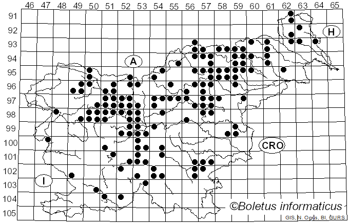 <i>Albatrellopsis confluens</i> (Alb. & Schwein.) Teixeira (1993)