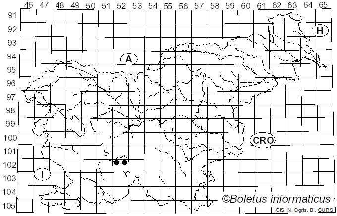 <i>Chrysotoxum fasciolatum</i> De Geer