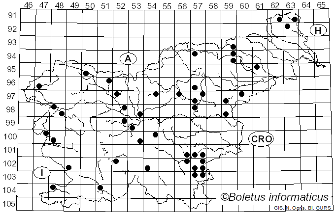 <i>Leccinum holopus</i> (Rostk.) Watling (1960)