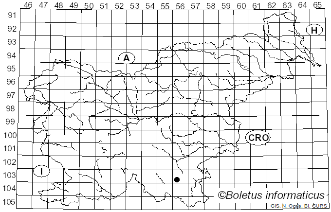 <i>Acrocordia macrocarpa</i> Körb. (1863)