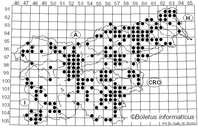 <i>Auricularia</i> Bull. ex Juss. (1789)