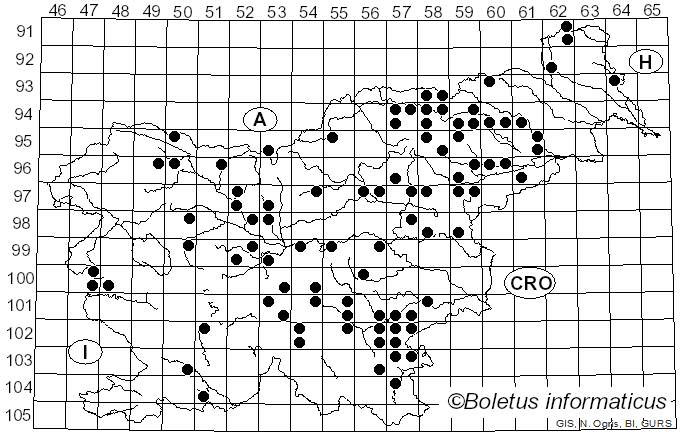 <i>Gymnopus androsaceus</i> (L.) Della Maggiora & Trassinelli (2014)