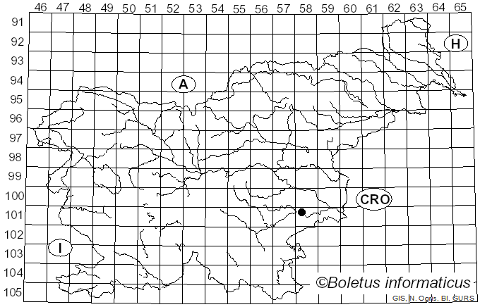 <i>Helvella dissingii</i> Korf (1988)