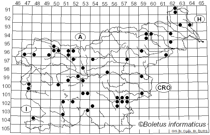 <i>Clitocybe fragrans</i> Sowerby (1821)