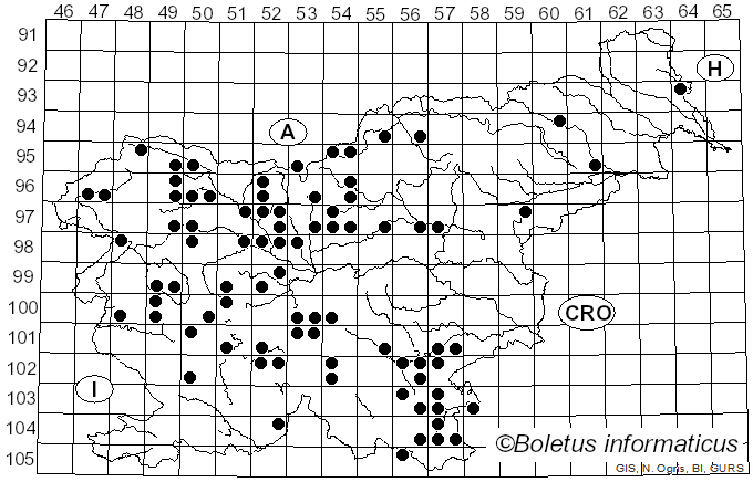 <i>Heterobasidion parviporum</i> Niemelä & Korhonen (1998)