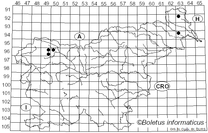 <i>Hyaloscypha aureliella</i> (Nyl.) Huhtinen (1990)