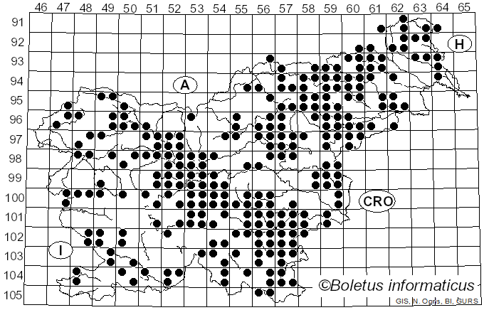 <i>Hymenopellis radicata</i> (Relhan) R.H. Petersen (2010)