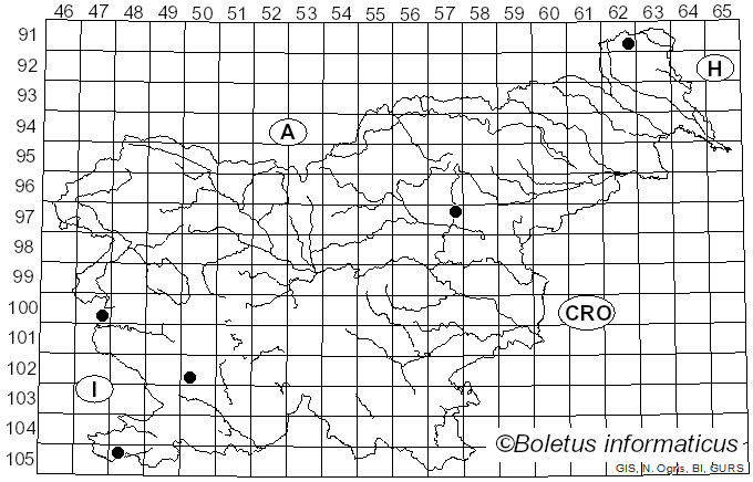 <i>Phaeomarasmius erinaceus</i> (Pers.) Scherff. ex Romagn. (1937)
