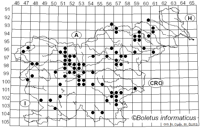 <i>Astraeus</i> Morgan (1889)