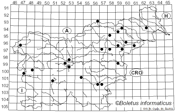 <i>Conocybe tenera</i> (Schaeff.) Fayod (1889)