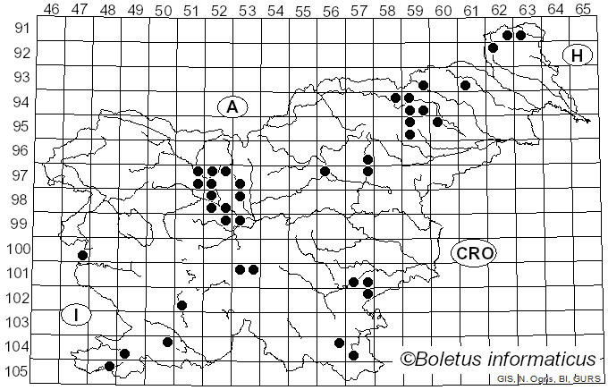 <i>Strobilurus stephanocystis</i> (Kühner & Romagn. ex Hora) Singer (1962)