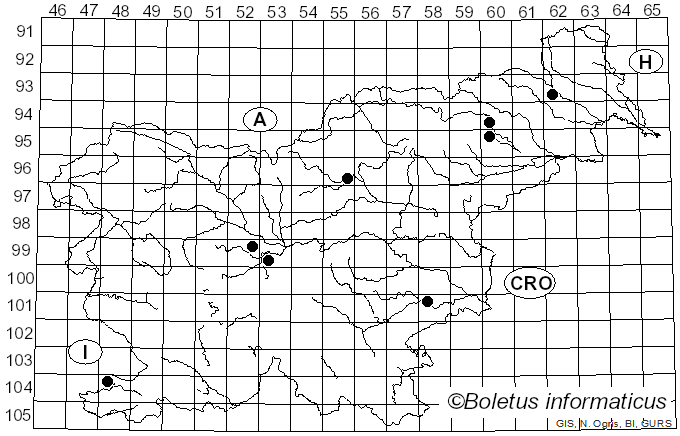 <i>Rigidoporus ulmarius</i> (Sowerby) Imazeki (1952)