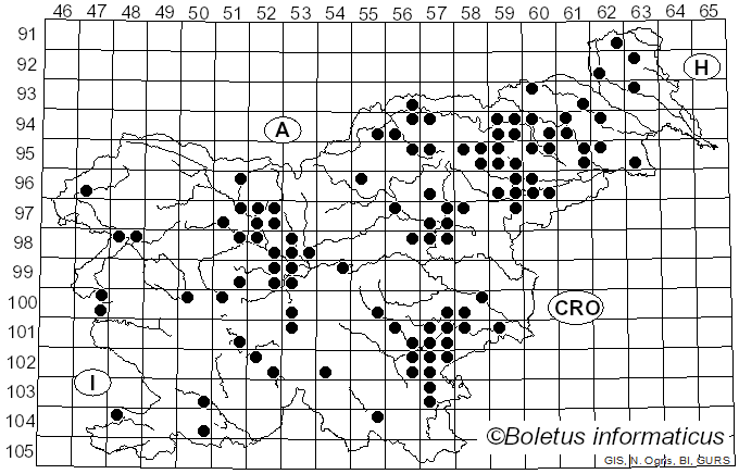 <i>Scleroderma verrucosum</i> (Bull.) Pers. (1801)