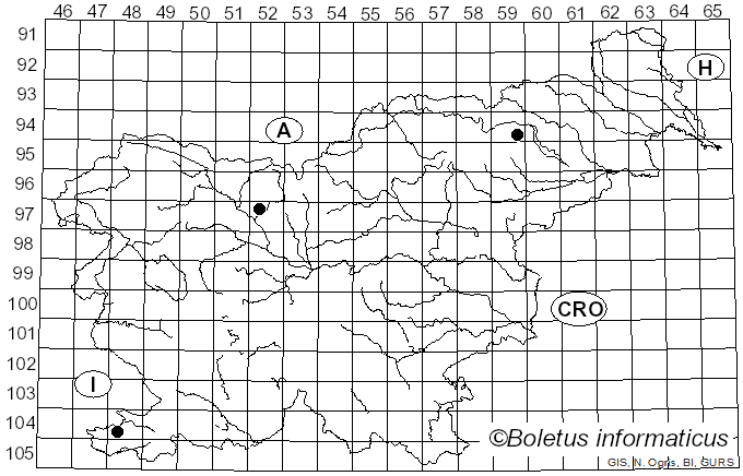 <i>Amanita gracilior</i> Bas & Honrubia (1982)