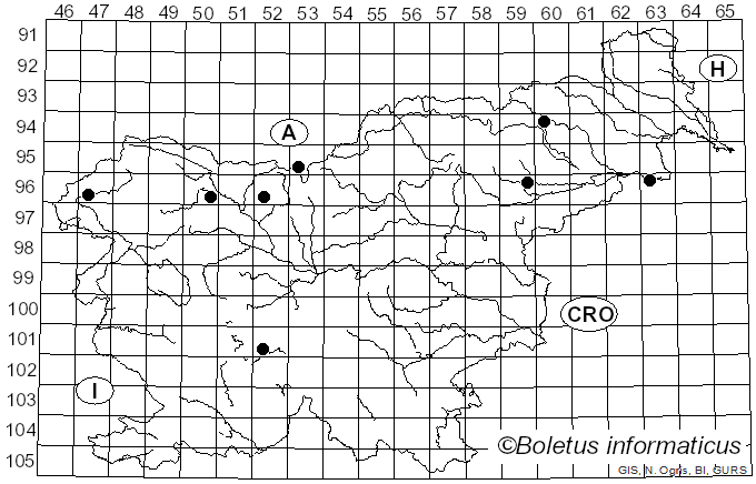 <i>Flammulina elastica</i> (Sacc.) Redhead & R.H. Petersen (1999)