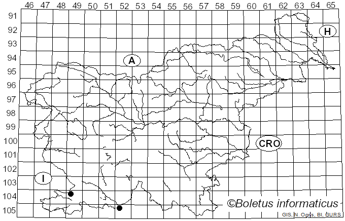 <i>Mycena cinereopileata</i> Robich (2006)