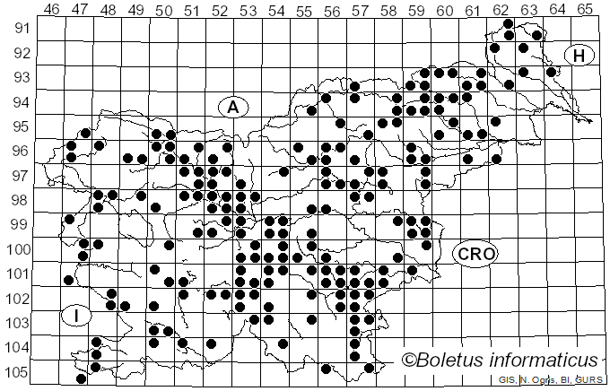 <i>Hebeloma sinapizans</i> (Fr.) Sacc. (1887)