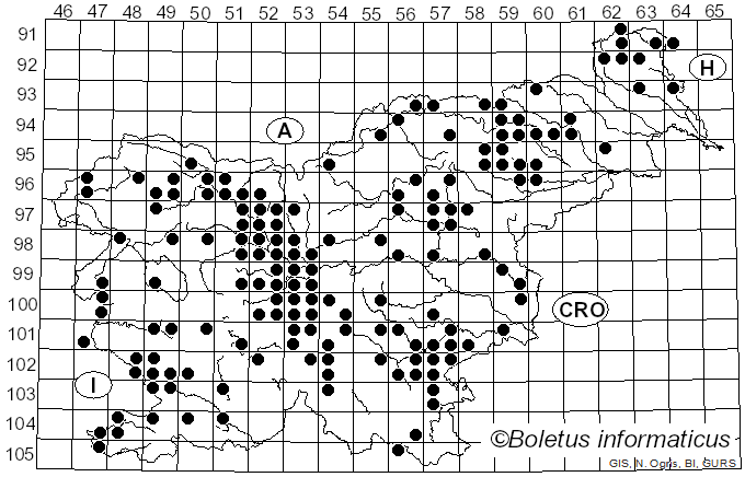<i>Tricholoma terreum</i> (Schaeff.) Quél. (1871)