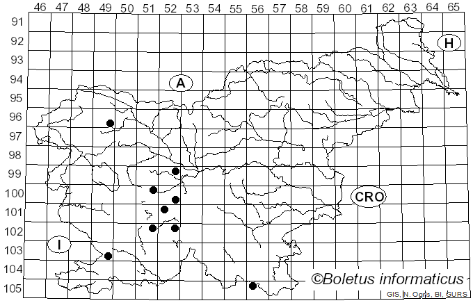 <i>Paragus haemorrhous</i> Meigen