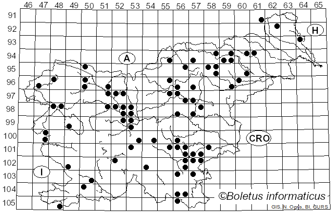 <i>Craterellus undulatus</i> (Pers.) E. Campo & Papetti (2021)