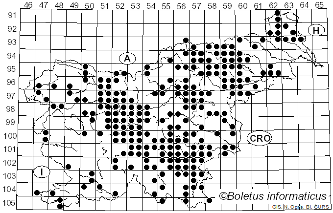 <i>Lactifluus volemus</i> (Fr.) Kuntze (1891)