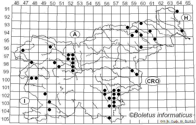 <i>Paralepista</i> Raithelh. (1995)