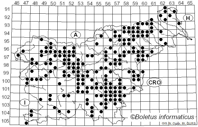 <i>Mycetinis alliaceus</i> (Jacq.) Earle ex A.W. Wilson & Desjardin (2005)
