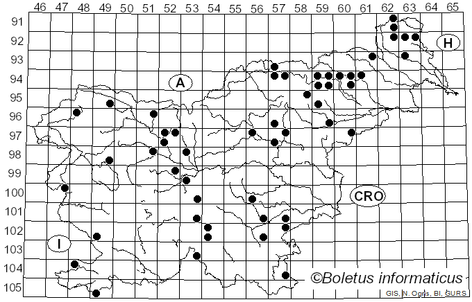 <i>Hydnellum ferrugineum</i> (Fr.) P. Karst. (1880)