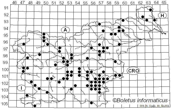 <i>Amanita franchetii</i> (Boud.) Fayod