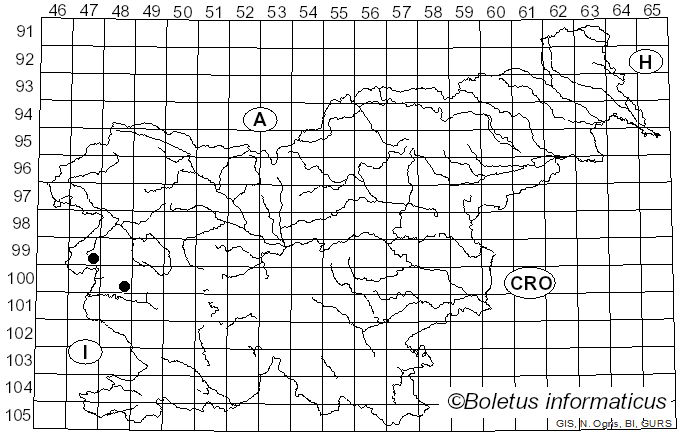 <i>Cinara</i>