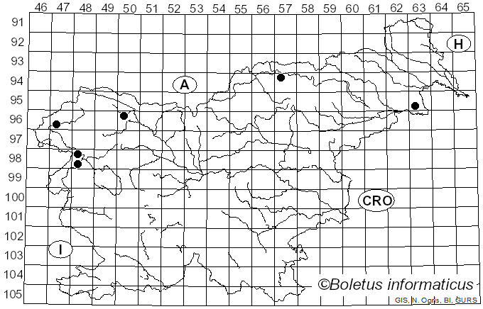 <i>Calyptella capula</i> Quel. (1888)