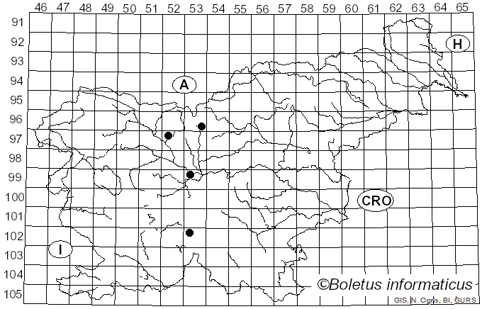 <i>Didea intermedia</i> Loew