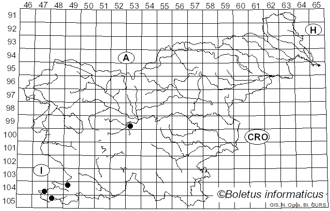 <i>Cellulariella warnieri</i> (Durieu & Mont.) Zmitr. & Malysheva (2014)