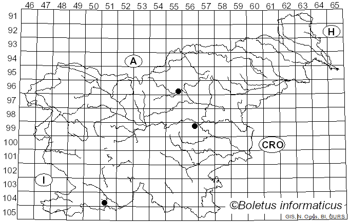 <i>Orchestes fagi</i> (Linnaeus, 1758)
